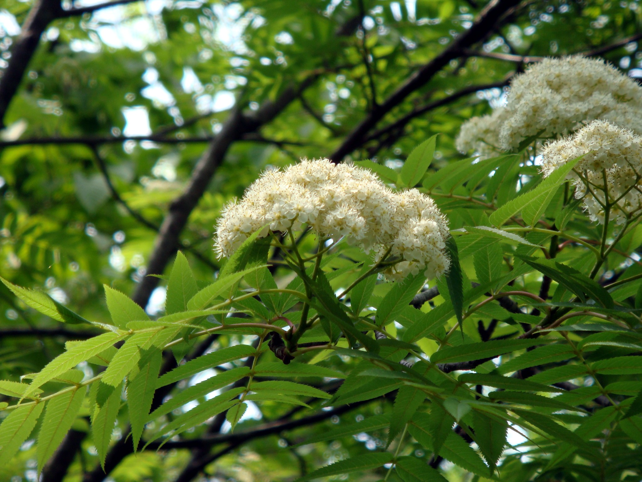 Sorbus commixta Hedlund